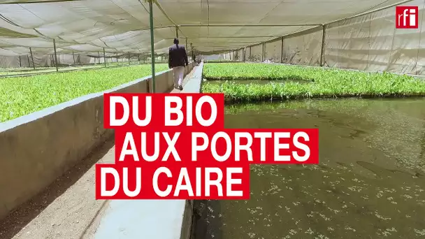 Du bio aux portes du Caire