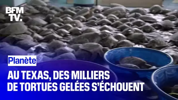 Au Texas, des milliers de tortues gelées s’échouent