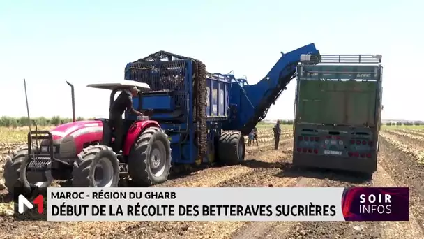 Maroc-région du Gharb :début de la récolte des betteraves sucrières