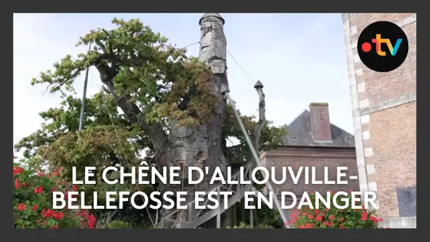 Le Chêne millénaire d'Allouville-Bellefosse : un monument normand en danger