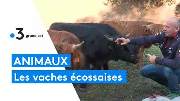 Des vaches écossaises dans le fort militaire Rapp