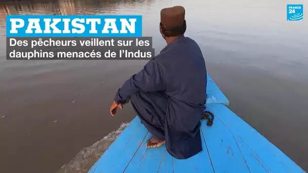 Pakistan : des pêcheurs veillent sur les dauphins menacés de l’Indus • FRANCE 24