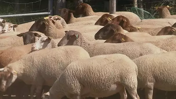 Eco-paturage avec 300 brebis à Ouzouer-sur-Loiret