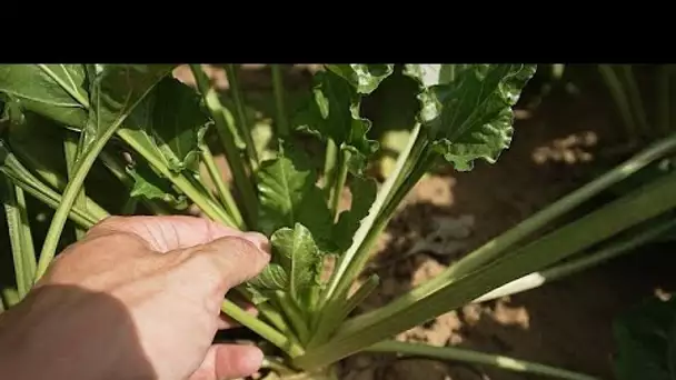 "Il faut créer des systèmes agricoles vraiment nouveaux"