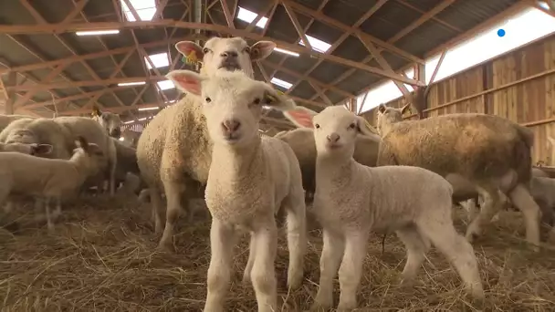 Agneau  de Pâques : la foi en l'avenir de jeunes bergers à Cubzac-les-Ponts