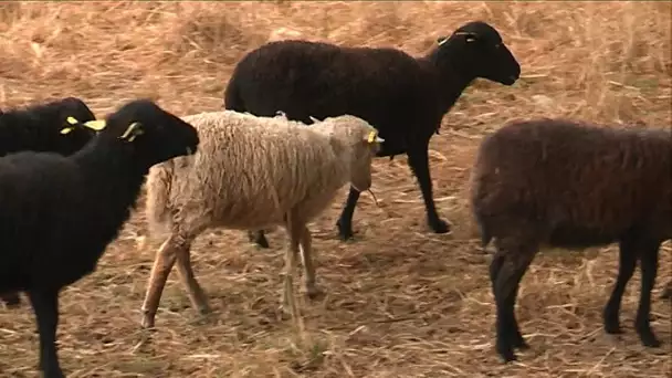 Loire-Atlantique : des éleveurs usés par des vols de moutons à répétition