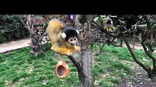 Chasse aux oeufs au zoo de Londres