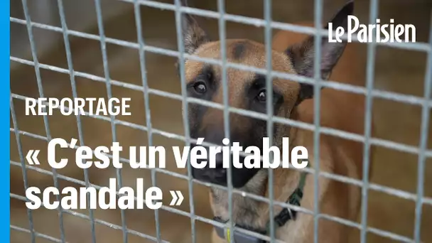 « Des images choquantes » : une fourrière face à des accusations de maltraitances animales