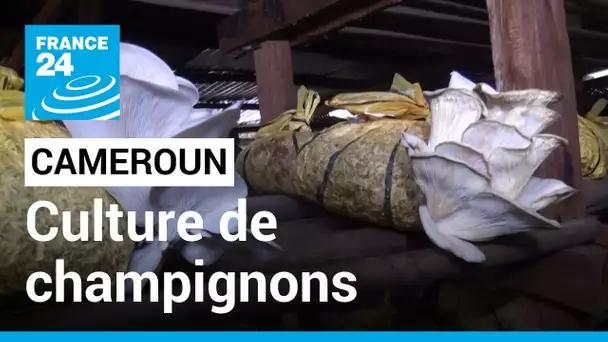 Cameroun : la production de champignons en plein essor • FRANCE 24