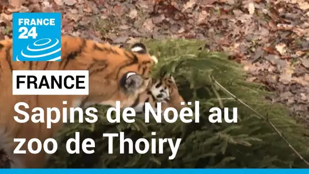 France : des sapins de Noël invendus au zoo de Thoiry • FRANCE 24