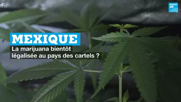 Mexique : la marijuana bientôt légalisée au pays des cartels ?