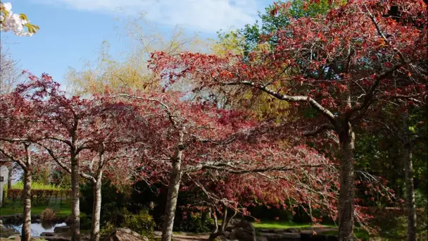 Une croissance lente, un arbre pour Attal et des jeunes qui dépriment