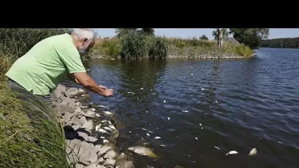 "Des poissons morts partout" : un désastre environnemental en Allemagne et Pologne