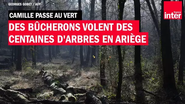 Des bûcherons volent des centaines d'arbres en Ariège - Camille Passe au Vert