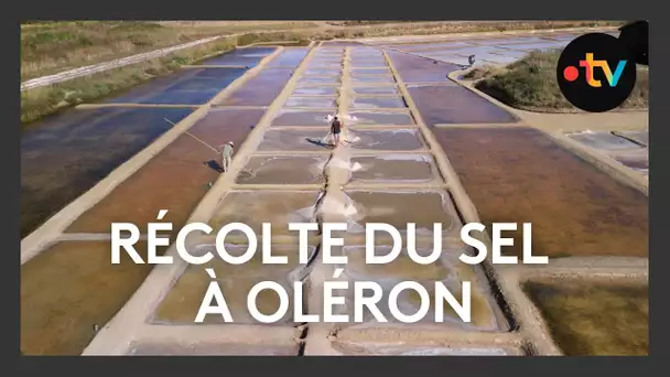 Récolte de sel à Oléron après un début de saisnon difficile