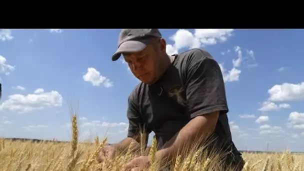 Céréales bloquées par la guerre en Ukraine : les agriculteurs pris en étau