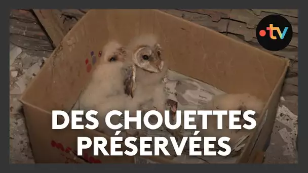 Ils protègent les chouettes