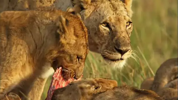 Carnassières ou végétariennes, qui sont vraiment les reines de la savane ?