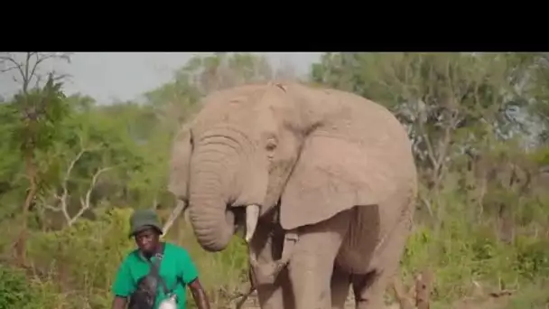 Côte d'Ivoire : un safari pour sauver la faune sauvage • FRANCE 24