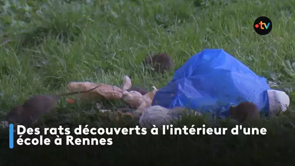 Des rats découverts à l'intérieur d'une école à Rennes