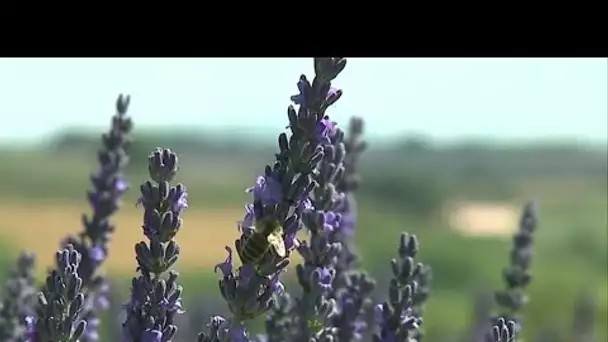 L’or bleu de Provence