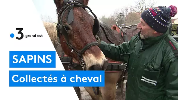 Les sapins de Noël ramassés par une calèche à cheval à Toul