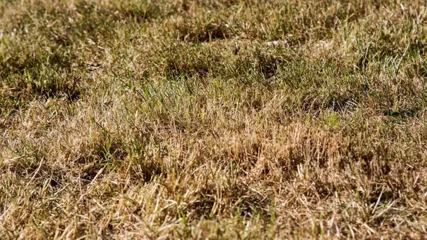 À Mandelieu-la-Napoule, la commune tente la coloration 100% naturelle pour maintenir son herbe verte