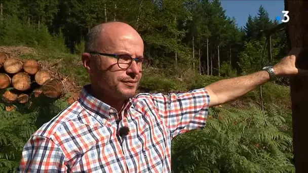 Sécheresse : les scolytes font des ravages dans le Morvan