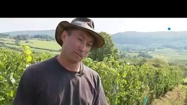 Le recrutement des vendangeurs dans le Jura