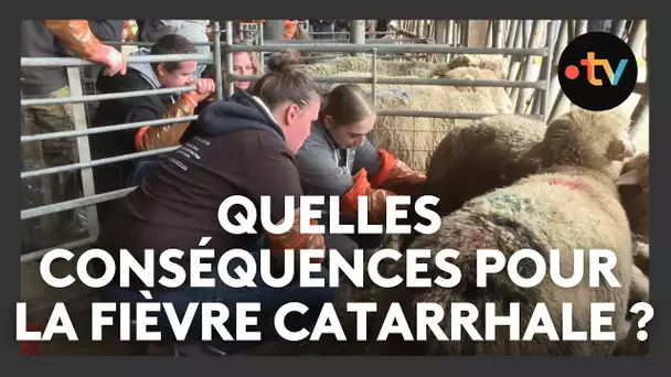 Quelles conséquences pour la fièvre fièvre catharrale ovine ?