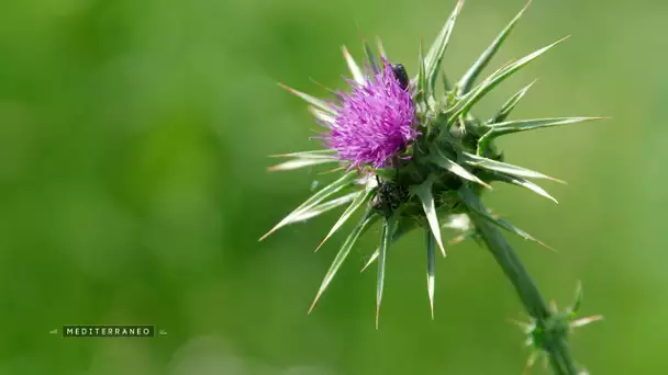 MEDITERRANEO – En Albanie, pays en pointe, pour les plantes médicinales