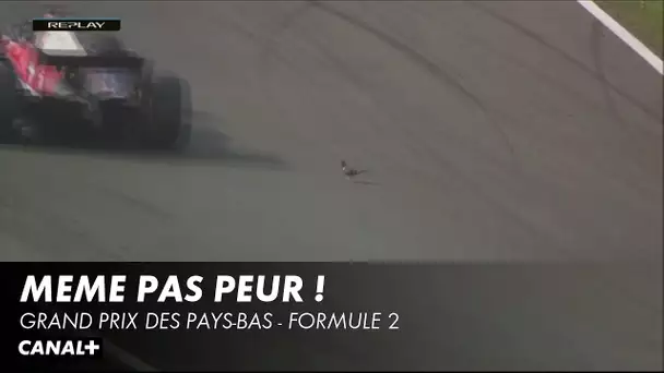 Le pigeon le plus courageux du monde ? - Grand Prix des Pays-Bas - F2