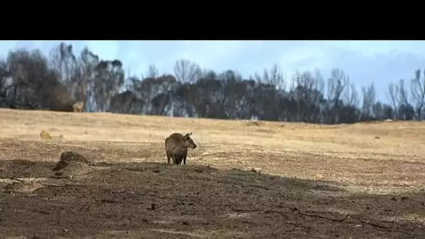 Le secteur du tourisme grandement fragilisé par les incendies en Australie