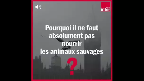 Pourquoi il ne faut pas nourrir les animaux sauvages ? - La Chronique Environnement