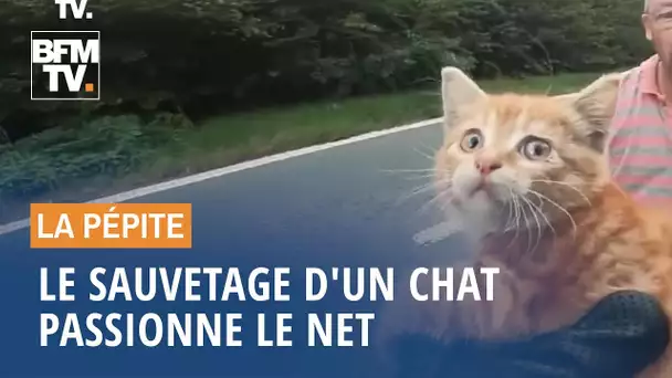 Le sauvetage d'un chat passionne le Net