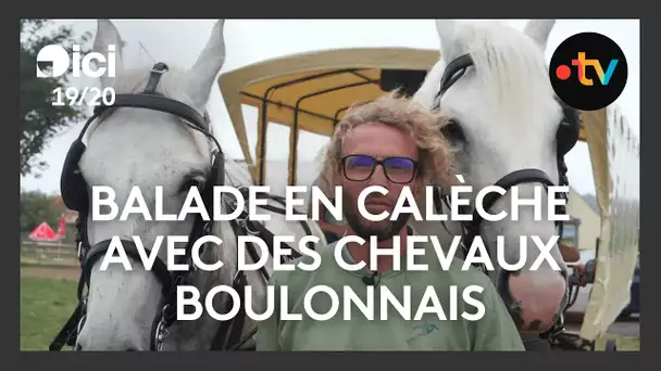 Des balades en calèche tirées par des chevaux boulonnais entre Wimille et Wimereux