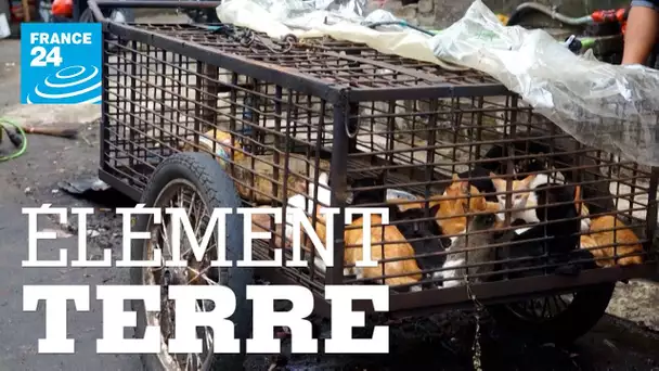 ELEMENT TERRE : INTERDICTION DU COMMERCE D'ANIMAUX SAUVAGES : LA FIN DES PANDEMIES?