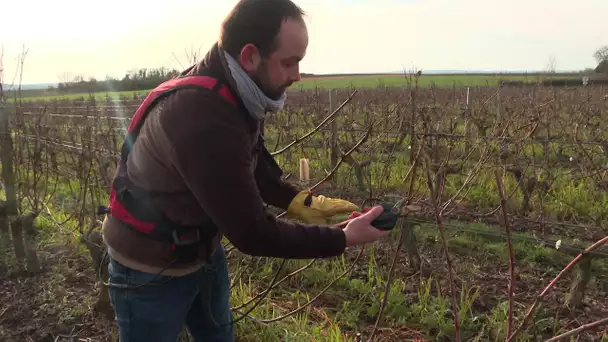 Parole d'agriculteur : Quentin Ménestreau, vigneron à Pouancay dans la Vienne