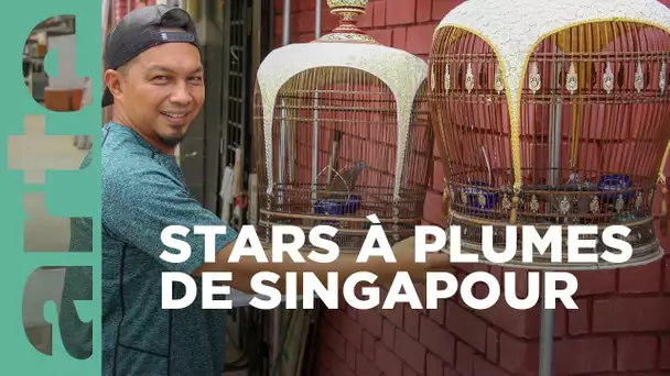 Singapour, quand les oiseaux chantent | GEO Reportage | ARTE Family