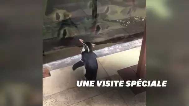 Coronavirus: aux États-Unis, un pingouin profite de l'épidémie pour visiter un aquarium