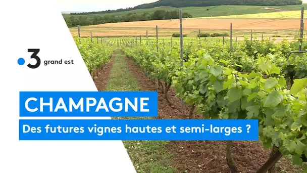 Champagne, vers des vignes plus hautes et semi-larges ?