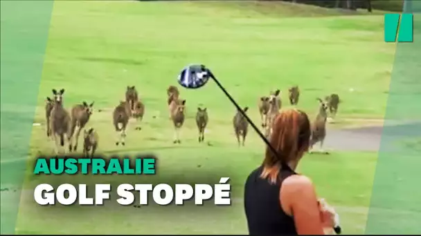 Cet envahissement d'un terrain de golf n'a pu se produire qu'en Australie