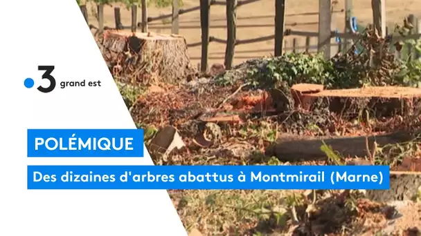 Polémique : des dizaines d'arbres abattus à Montmiral (Marne)
