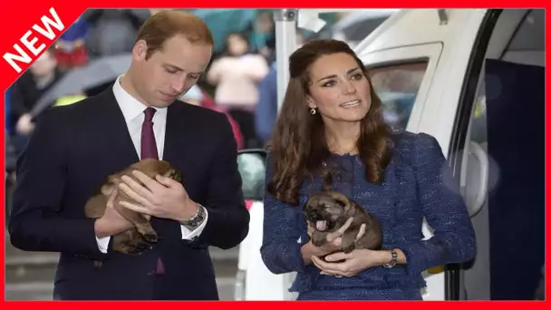 ✅  Kate Middleton et William viennent en aide à un jeune en proie à des pensées suicidaires