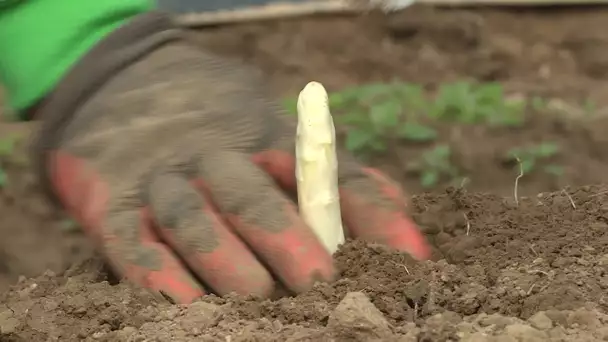 Coronavirus, la pleine saison des asperges pendant le confinement