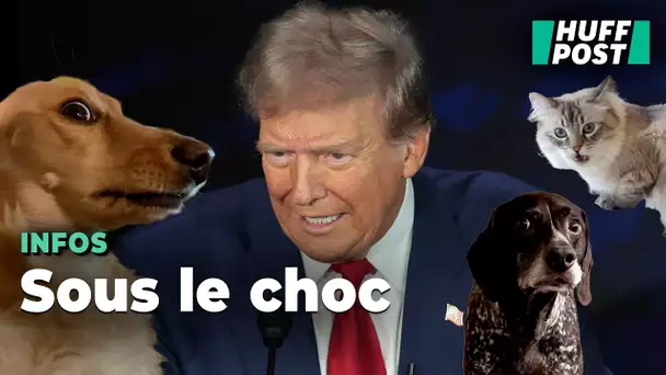 Sur TikTok, même les chiens et les chats trouvent les délires de Trump effrayants