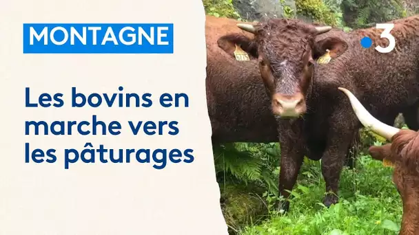 C'est le début de la transhumance en Alsace