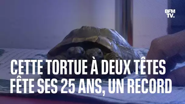 Cette tortue à deux têtes fête ses 25 ans, un record