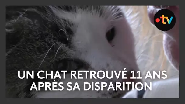 Un chat retrouvé 11 ans après sa disparition dans l'Ain