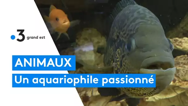 Animaux : il est passionné par les poissons